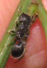 Cataulacus wissmannii