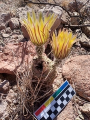 Echinocereus pectinatus rutowiorum