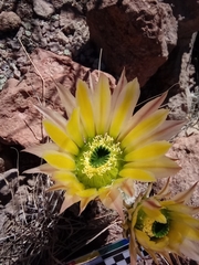 Echinocereus pectinatus rutowiorum