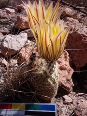 Echinocereus pectinatus rutowiorum