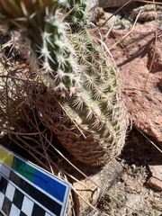 Echinocereus pectinatus rutowiorum