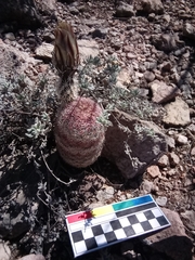 Echinocereus pectinatus rutowiorum