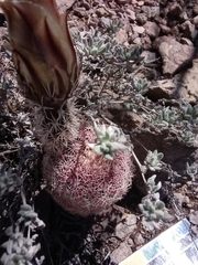 Echinocereus pectinatus rutowiorum