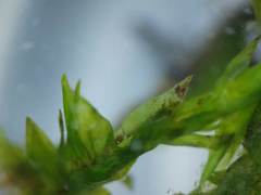 Fontinalis hypnoides