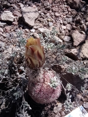 Echinocereus pectinatus rutowiorum
