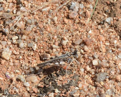 Austroicetes