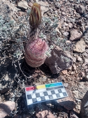 Echinocereus pectinatus rutowiorum
