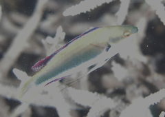 Cirrhilabrus punctatus