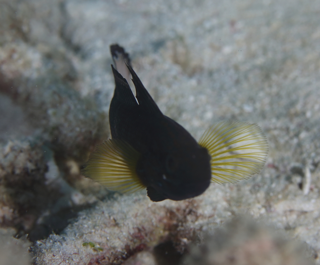 Whitebarred Goby from Wheeler Reef, 4805, Australia on April 3, 2021 at ...