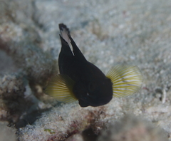 Gobiodon acicularis