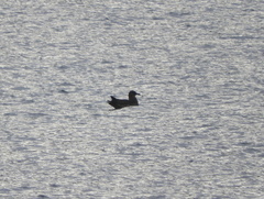 Stercorarius chilensis