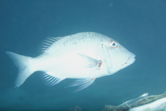 Lethrinus miniatus