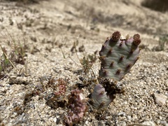 Opuntia basilaris brachyclada