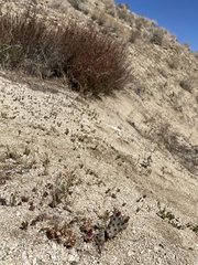 Opuntia basilaris brachyclada
