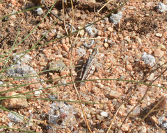 Austroicetes