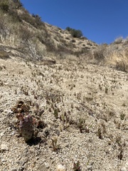 Opuntia basilaris brachyclada