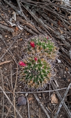 Mammillaria karwinskiana karwinskiana