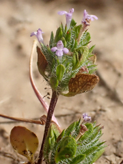 Pogogyne zizyphoroides