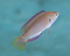 Cirrhilabrus punctatus