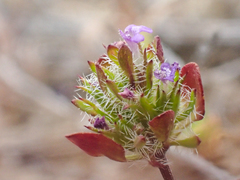 Pogogyne zizyphoroides