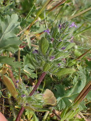 Pogogyne zizyphoroides