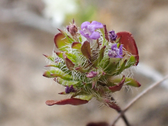 Pogogyne zizyphoroides