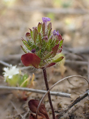 Pogogyne zizyphoroides