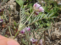 Astragalus tener