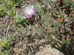 Astragalus tener