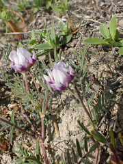 Astragalus tener