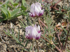 Astragalus tener