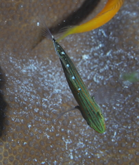 Koumansetta rainfordi