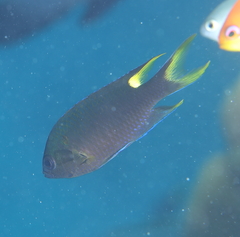 Neopomacentrus azysron