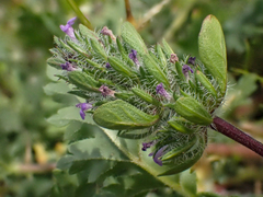 Pogogyne zizyphoroides