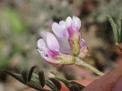 Astragalus tener