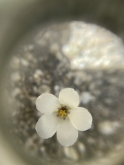 Linanthus parryae