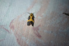 Cisthene kentuckiensis