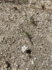 Linanthus parryae