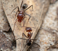 Iridomyrmex discors