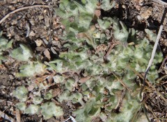 Psilocarphus brevissimus