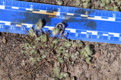 Psilocarphus brevissimus