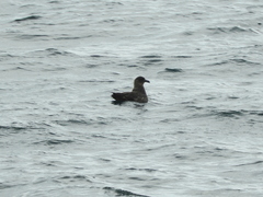 Stercorarius chilensis