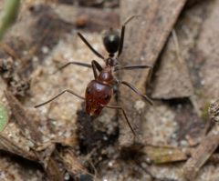 Iridomyrmex discors