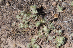 Psilocarphus brevissimus