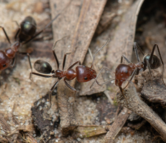 Iridomyrmex discors