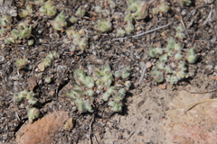 Psilocarphus brevissimus