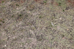 Psilocarphus brevissimus