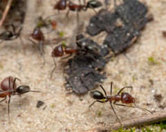 Iridomyrmex discors