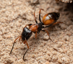 Opisthopsis pictus lepidus