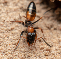 Opisthopsis pictus lepidus